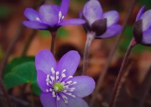 Stillness Satori purple flowers